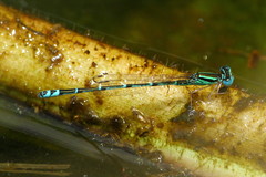 Austroagrion exclamationis