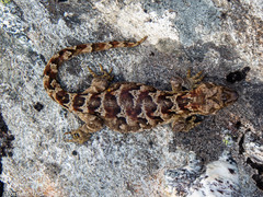 Mokopirirakau