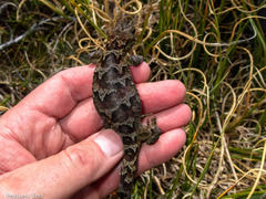 Mokopirirakau