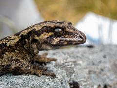 Mokopirirakau