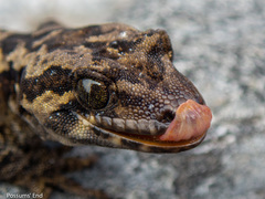 Mokopirirakau