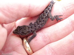 Mokopirirakau