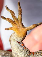 Mokopirirakau