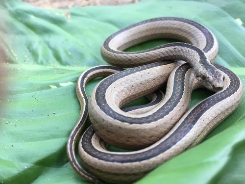 Ridgehead Snake