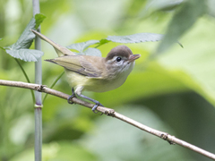 Vireo leucophrys
