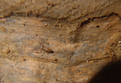 Apochthonius titanicus