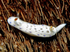 Hypselodoris lacuna