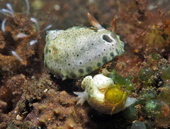 Hypselodoris lacuna