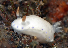 Hypselodoris lacuna