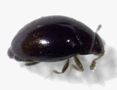 Ephistemus globulus