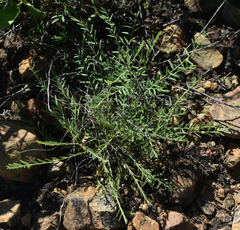 Synostemon trachyspermus