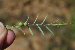 Synostemon trachyspermus