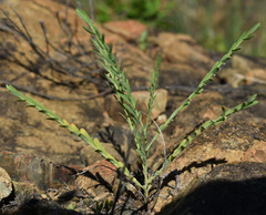 Synostemon trachyspermus
