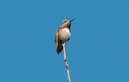 Calliope Hummingbird photographed in Wyoming