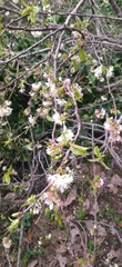 Prunus avium image