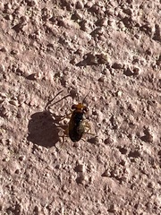Isthmocoris