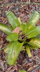 Billbergia pyramidalis