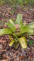 Billbergia pyramidalis
