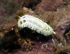 Hypselodoris lacuna