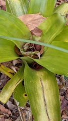 Billbergia pyramidalis