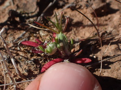 Paronychia ahartii