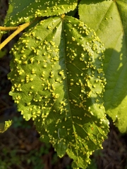 Aceria guazumae