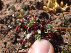 Paronychia ahartii
