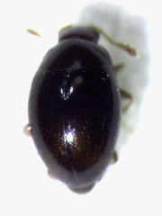 Ephistemus globulus