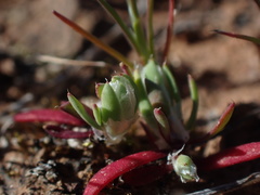 Paronychia ahartii