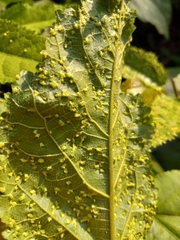 Aceria guazumae