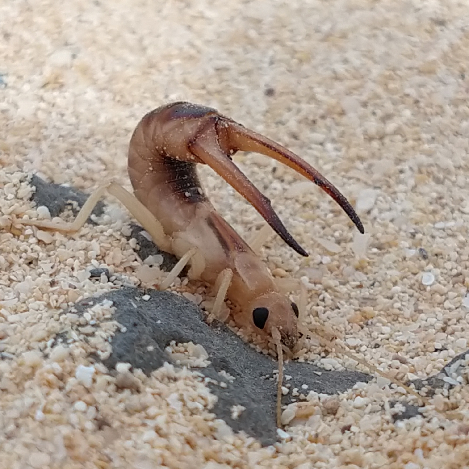 Labidura riparia