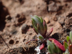 Paronychia ahartii