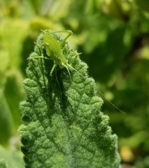 Platylyra californica