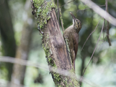 Dendrocolaptes picumnus