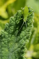 Platylyra californica