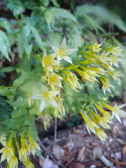 Lisianthius seemannii