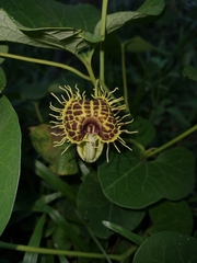 Aristolochia fimbriata