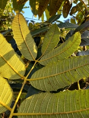 Comocladia