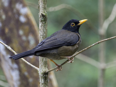 Turdus olivater