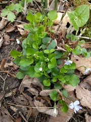 Viola labradorica