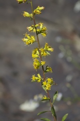 Solidago arenicola