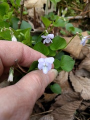 Viola labradorica