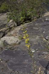Solidago arenicola