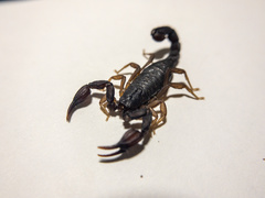 Pseudouroctonus reddelli