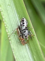 Parnaenus