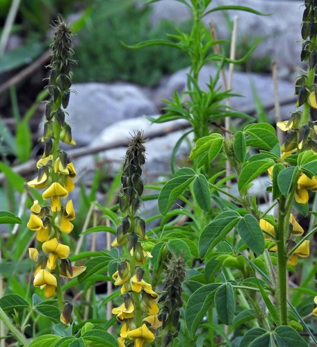 Rattlebox weed (Crotalaria maypurensis)