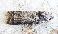 Menestomorpha oblongata