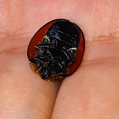 Orexita
