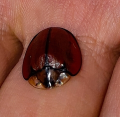 Orexita