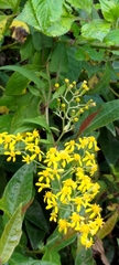 Senecio scandens incisus